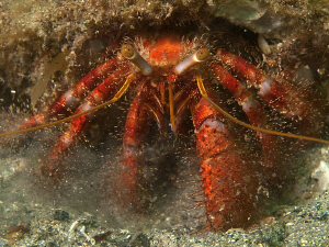 Hermit Crab, Shiprock by Doug Anderson 